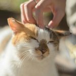 tips menyisir bulu kucing
