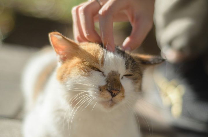 tips menyisir bulu kucing