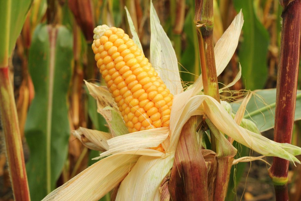 Tips memanen jagung