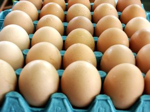 Bisnis telur ayam
