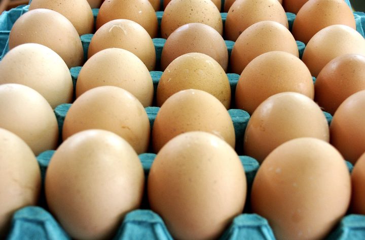 Bisnis telur ayam