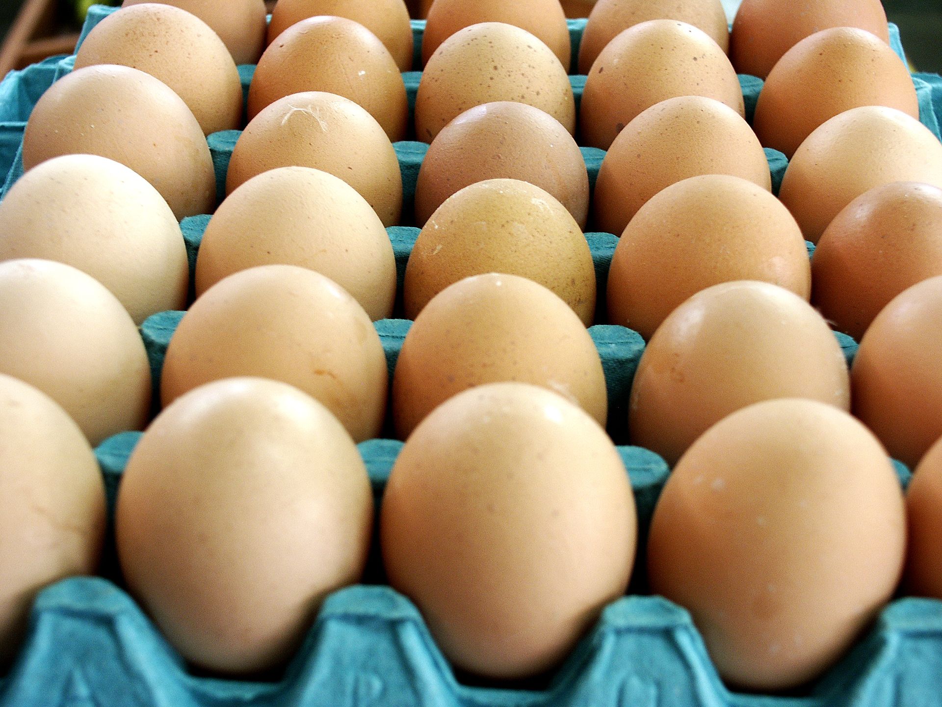 Bisnis telur ayam