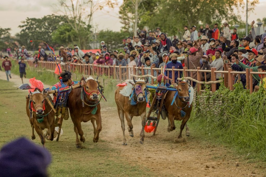 Karapan sapi