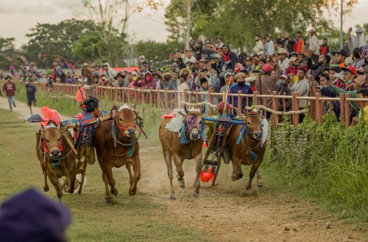 Karapan sapi
