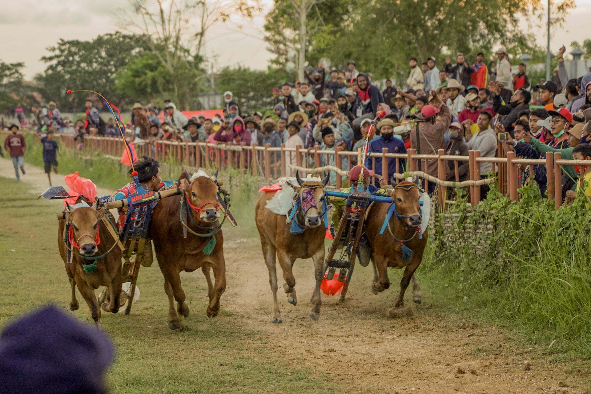 Karapan sapi