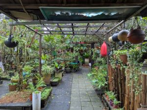 taman belakang