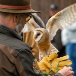 tips melatih burung hantu