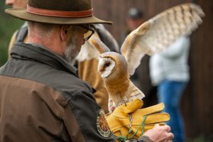 tips melatih burung hantu