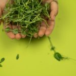 tips memanen microgreens