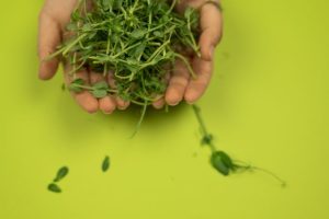 tips memanen microgreens
