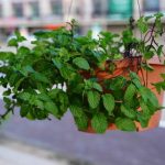 tips menanam daun mint