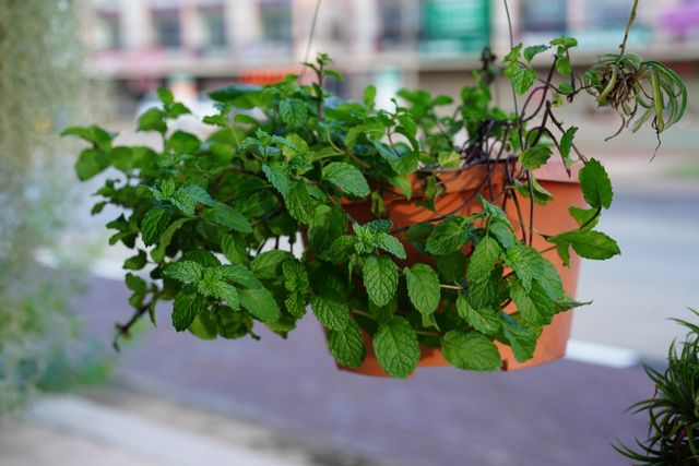 tips menanam daun mint